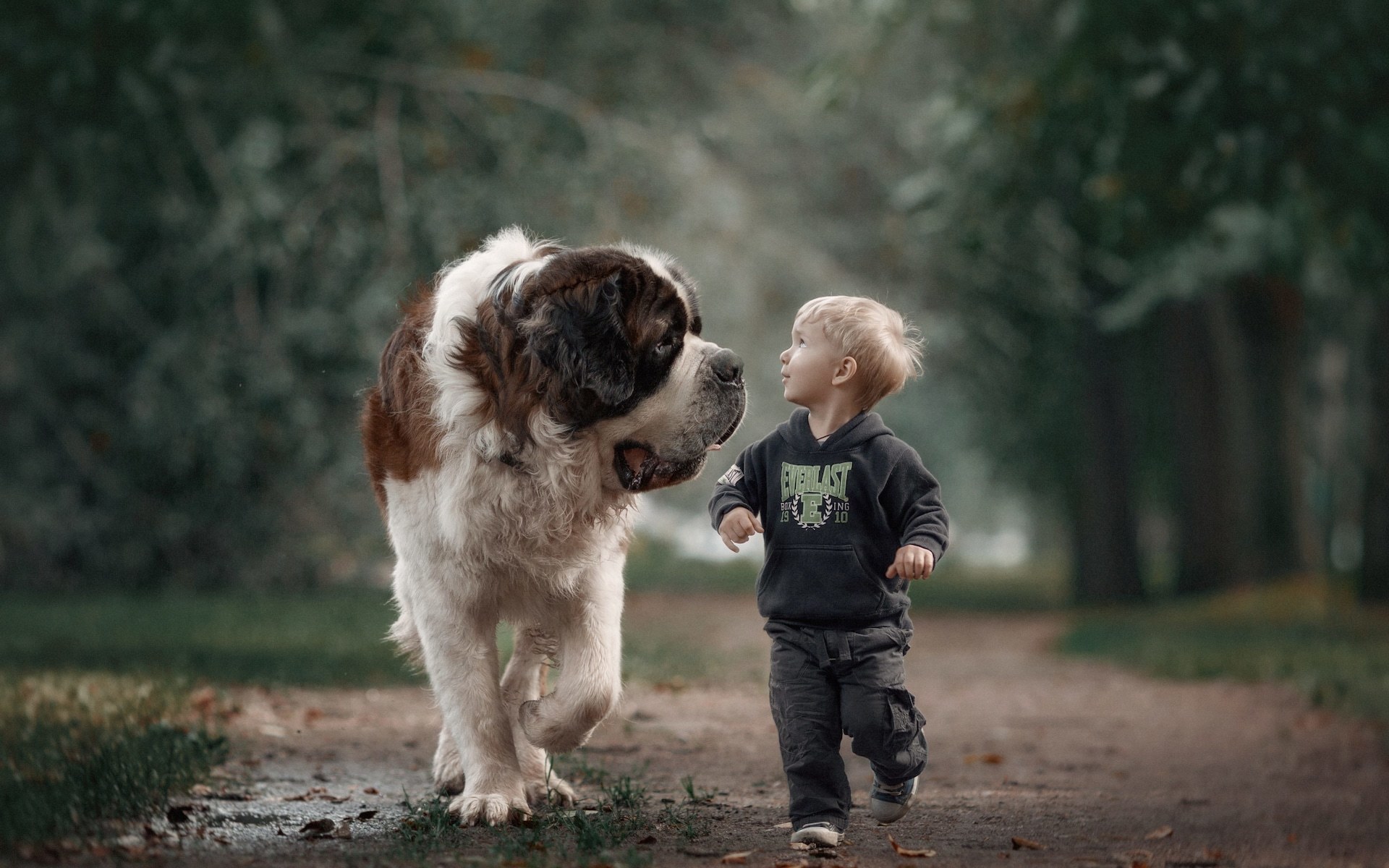 Трогательные малыши. Сенбернар. Дети с животными. Мальчик с собакой.