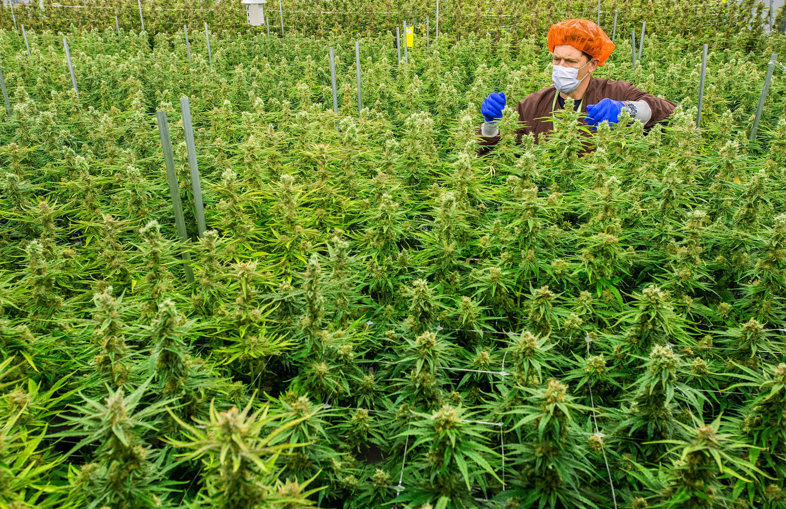 купить траву марихуана