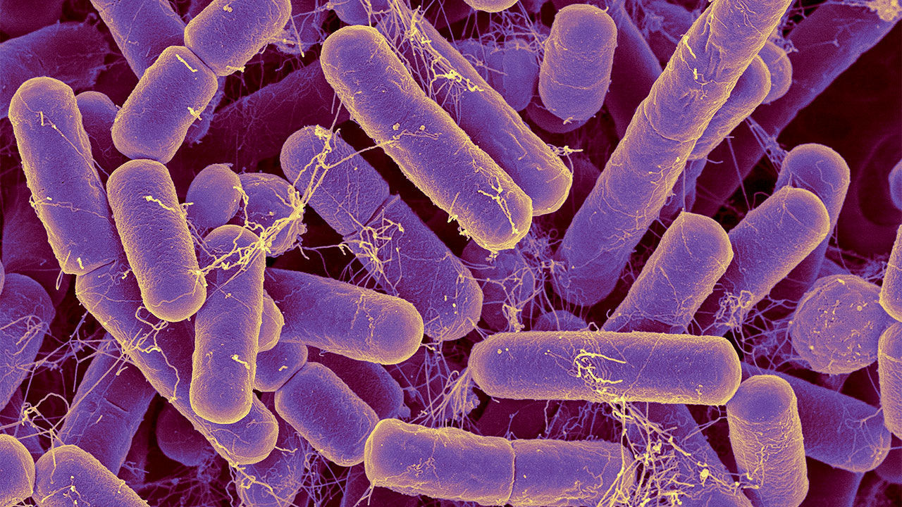 ბატეროიდები, ბაქტერიების ყველაზე გავრცელებული სახეობა ადამიანის საჭმლის მომნელებელ სისტემაში