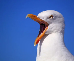 რატომ ვანიჭებთ ქათმის ხორცს უპირატესობას სხვა ფრინველების ხორცთან შედარებით?