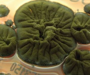 კვლევების თანახმად, ჩერნობილის სოკოებს უჩვეულო უნარი განუვითარდა