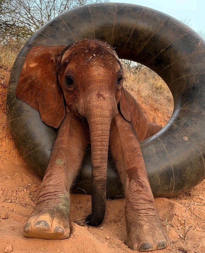 კაიკაი საბურავით თამაშისას