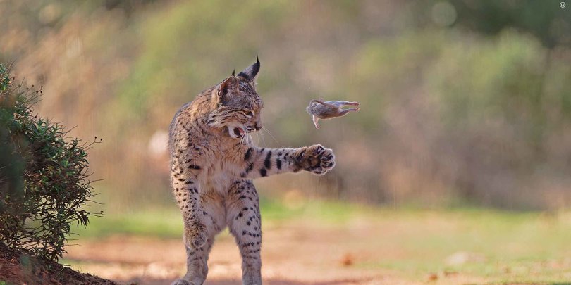 გამარჯვებული